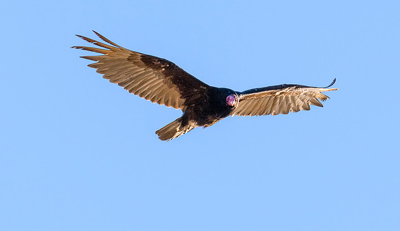 NCA Turkey Vulture ws