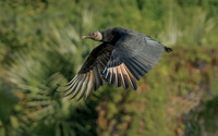 Black Vulture ws