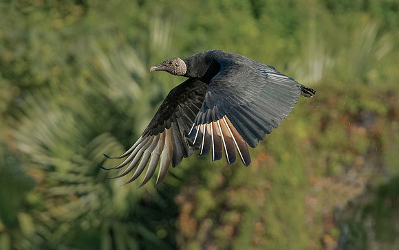 Black Vulture ws