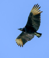 Black Vulture 2 ws