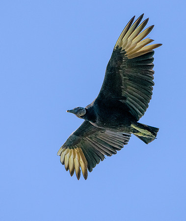 Black Vulture 2 ws