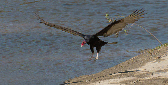 SoCal Turkey Vulture ws