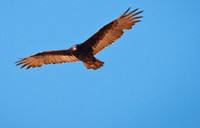 Turkey Vulture 1 ws