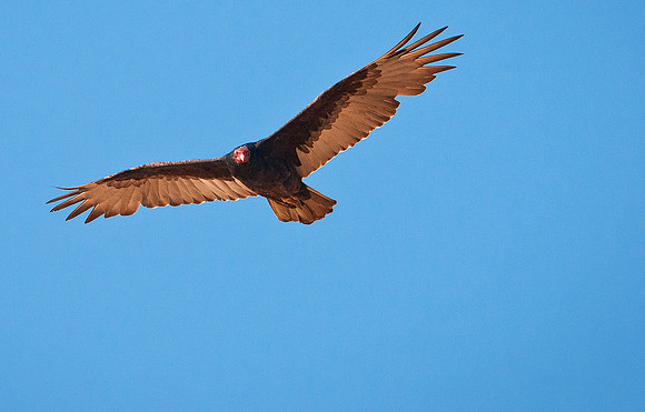 Turkey Vulture 1 ws