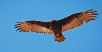 Turkey Vulture 3 ws