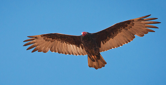 Turkey Vulture 3 ws