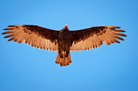 Turkey Vulture 2 ws