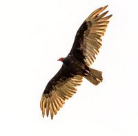 Turkey Vulture 4 ws