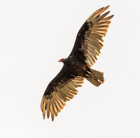 Turkey Vulture 4 ws