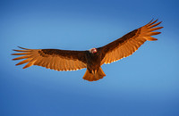 Turkey Vulture 6 ws