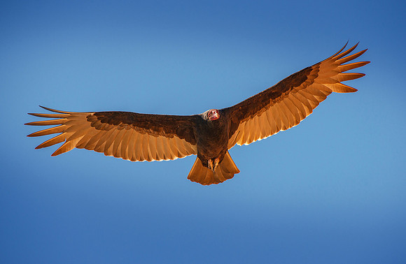 Turkey Vulture 6 ws