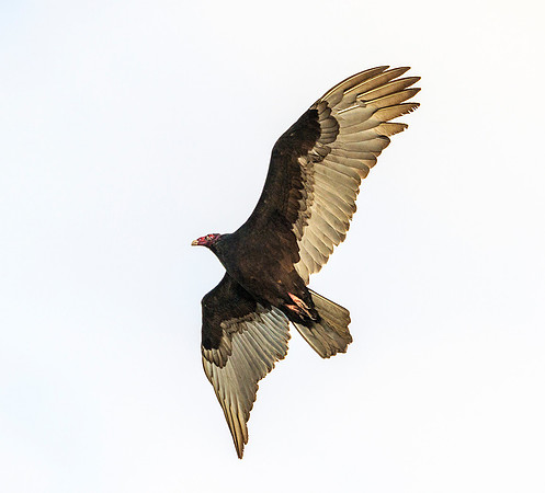 Turkey Vulture 7 ws Lucy