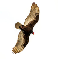 Turkey Vulture 8 wss