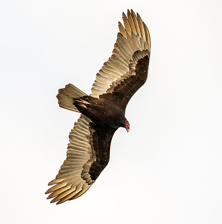 Turkey Vulture 8 wss