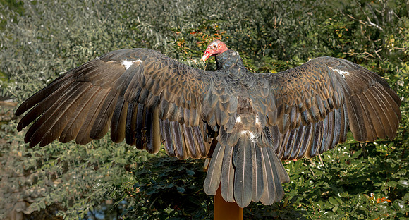 Turkey Vulture Lucy 5 ws