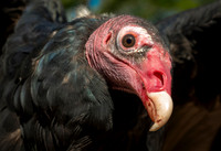 Black Vultures, California Condors and Turkey Vultures