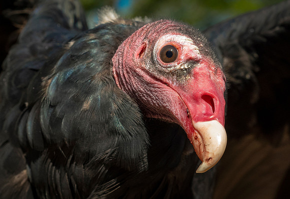 Turkey Vulture Lucy ws