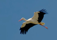 white stork