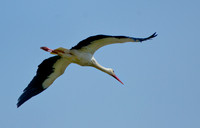 White Stork Spain 2
