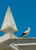 white Stork 2 ws