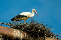 European Birds