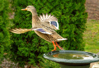 Mallard Hot Tub ws