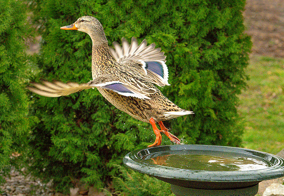 Mallard Hot Tub ws