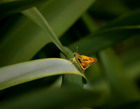 Brown Moth on Long Leaf03