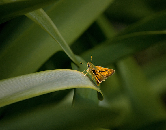 Brown Moth on Long Leaf03