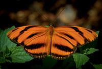 Butterfiies_0002
