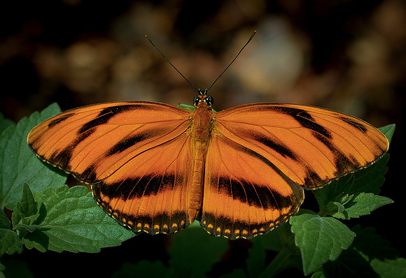 Butterfiies_0002