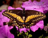 Butterfiies_0007