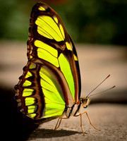 Butterfiies_0011