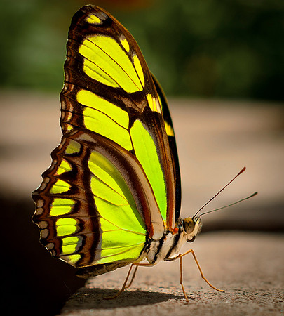 Butterfiies_0011