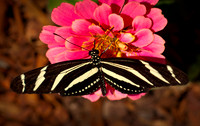 Butterfiies_0012