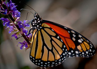 Butterflies_0213-1