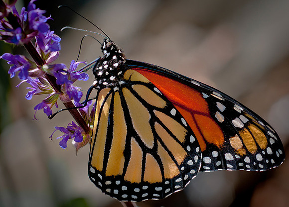 Butterflies_0213-1