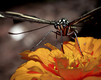 Butterflies_0232
