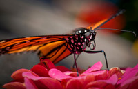 Butterflies_0246