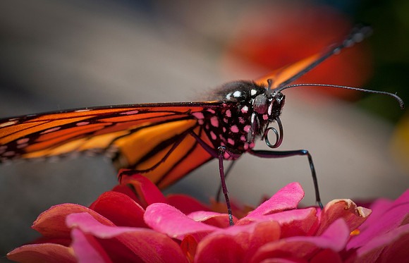 Butterflies_0246