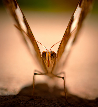 Butterflies_0267