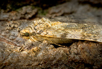 Untitled2 copy