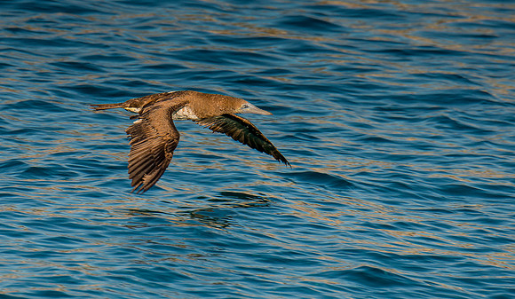 Brown Booby Juv Cabo ws