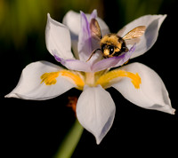 Bumblebee on Flower07