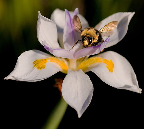 Bumblebee on Flower07