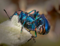 Dogbane Beetle-Chrysochus auratus sex ws
