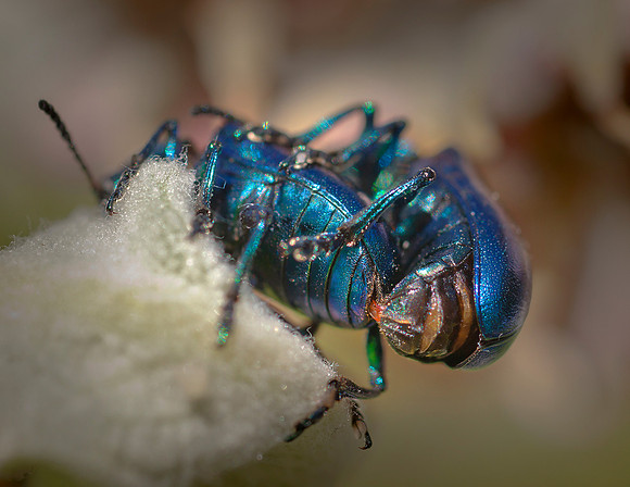 Dogbane Beetle-Chrysochus auratus sex ws