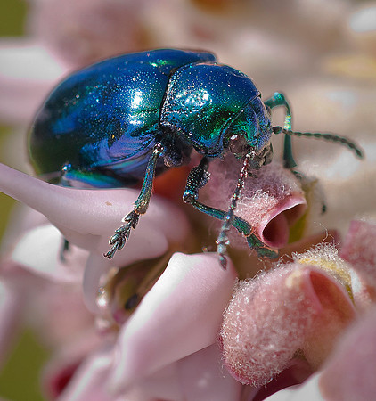 Dogbane Beetle-Chrysochus auratus22