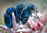 Dogbane Beetle-Chrysochus auratus32