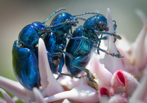 Dogbane Beetle-Chrysochus auratus32
